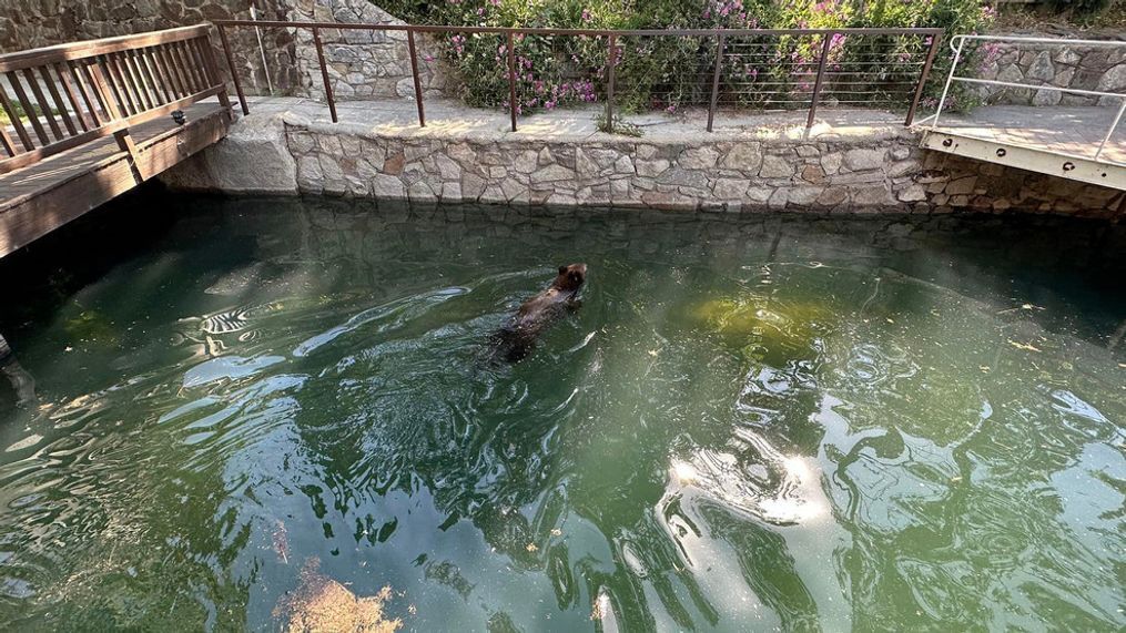 {&nbsp;}Vacationers capture sunbathing bears in Bass Lake. (Eli Ramirez)