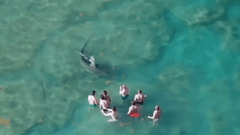 The hammerhead turns. Now, it shows off its massive dorsal fin and size.{&nbsp;}(Video credit: Evan Parness)