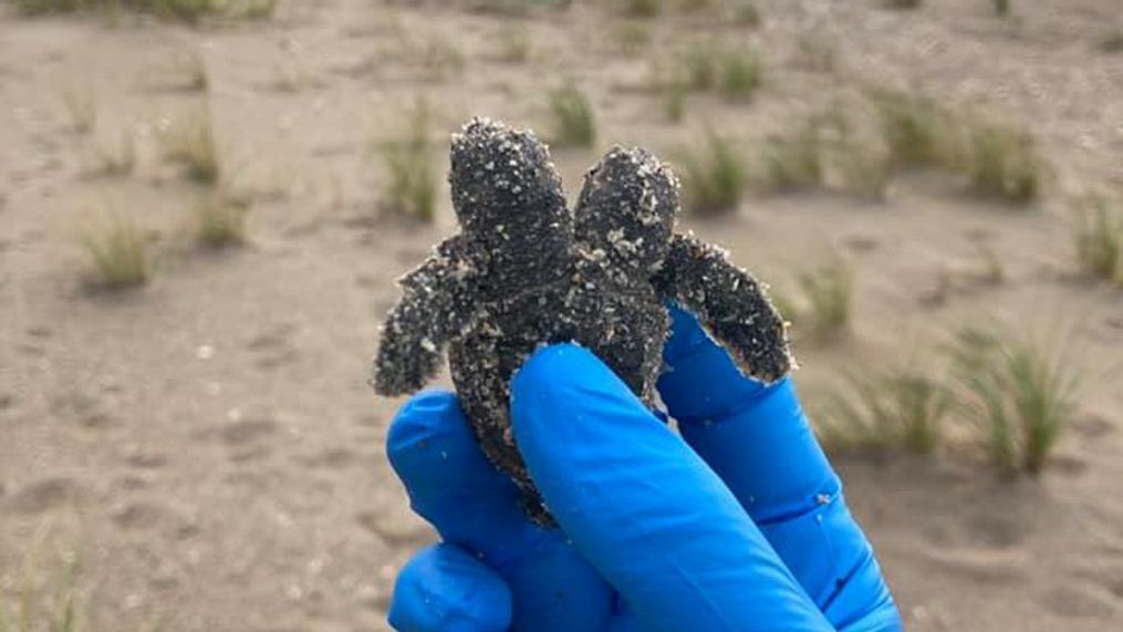 Sea turtle hatchling with two heads found at Edisto Beach State Park (Credit: South Carolina State Parks)