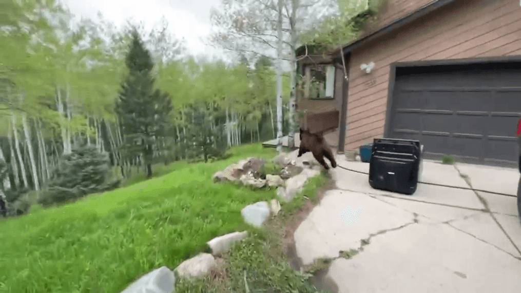 Official frees bear trapped inside a locked truck (Courtesy: Colorado Parks and Wildlife)