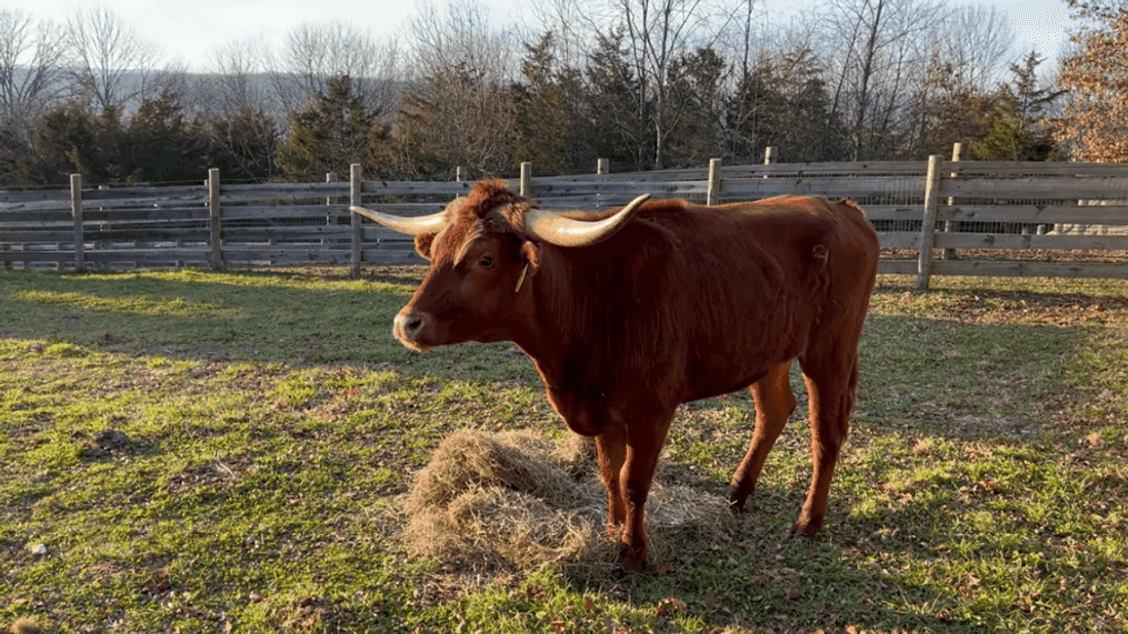 Ricardo the longhorn's escape on NJ tracks inspires plush toy supporting animal sanctuary (Skylands Animal Sanctuary)