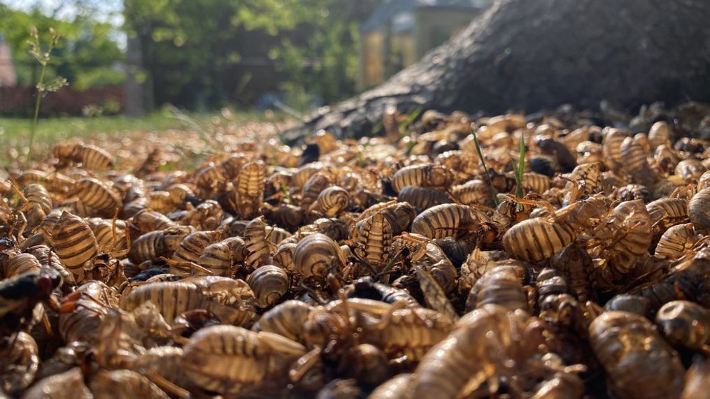 The Cicada Invasion. Photo by Jay Korff/7News 