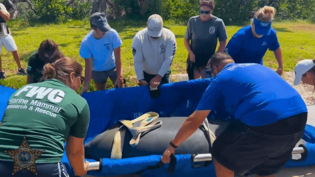 Two manatees were released off the coast of Florida after undergoing almost three months of rehabilitation. On Wednesday, July 12, 2023, two manatees rescued by the Lee County Sheriff's Office (LCSO) Marine Unit were released at Demere Key, near Cape Coral. (Lee County Sheriff's Office)