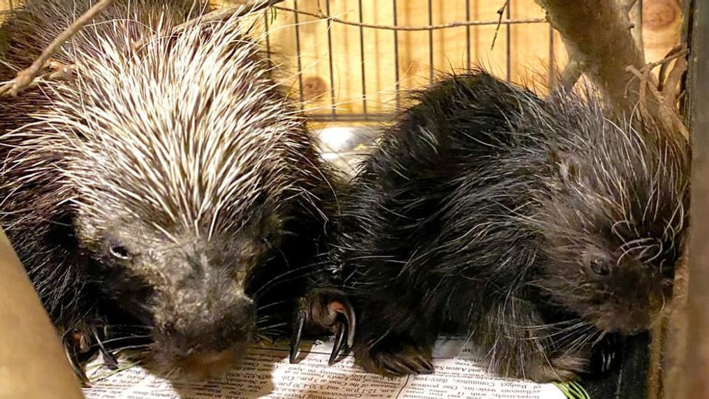 Doctors thought a porcupine named Betty White, who was recovering from health issues at the Saco River Wildlife Center in Limington, might have had a tumor. But it turned out she was pregnant with an adorable porcupette. (Saco River Wildlife Center)