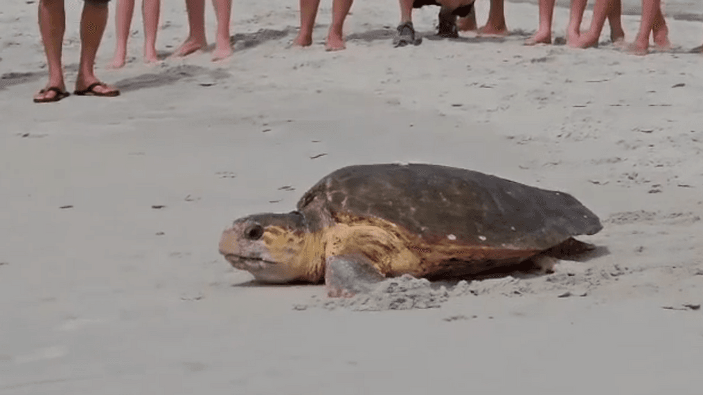 Loggerhead sea turtle nests in broad daylight on crowded beach (Credit: Vicki Keller)