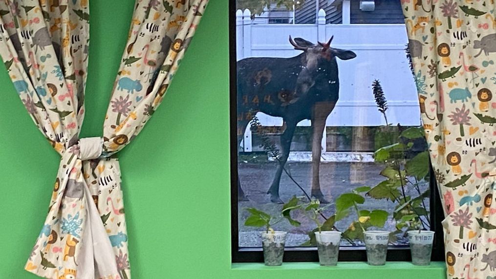 A daycare in Maine had quite the experience when a bull moose stopped by for a visit. (Photo: Summit Learning Center via WGME)