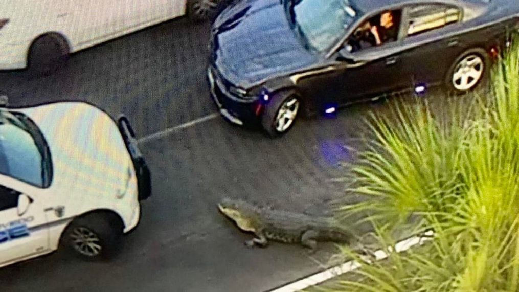 An 11-foot alligator wandered into traffic along Highway 417 in Lake Jesup on April 27, 2022. (Photo: Seminole County Sheriff's Office)