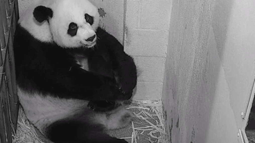 Giant panda Mei Xiang gave birth to a cub on Friday, August 21. (Smithsonian National Zoo)