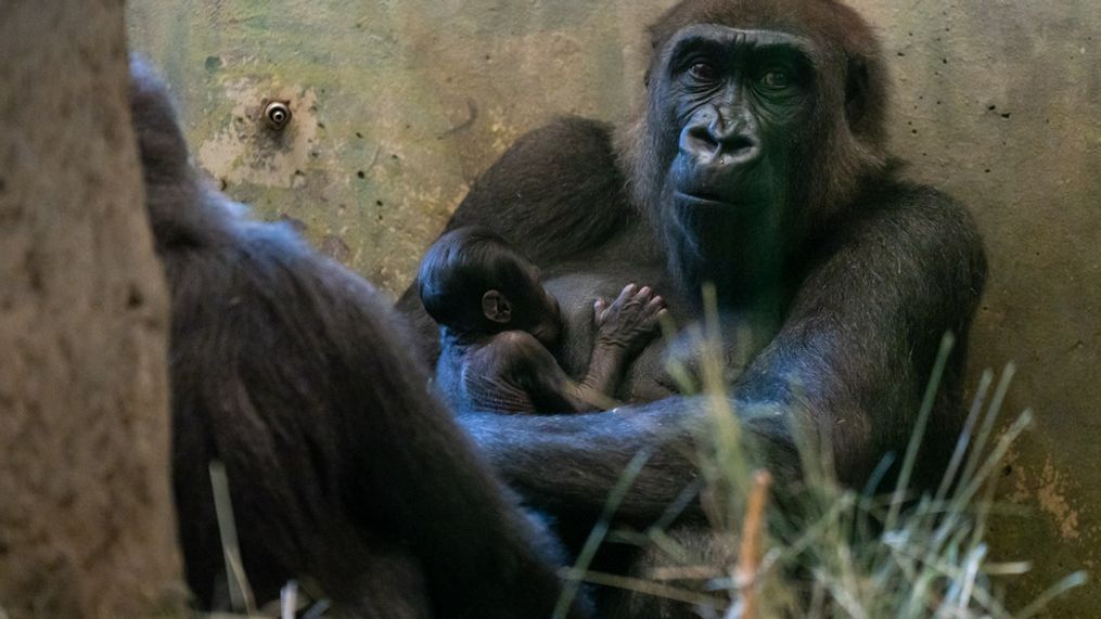 Columbus Zoo's 'male' gorilla turns out to be a mom (Photo: Amanda Carberry, Columbus Zoo and Aquarium)