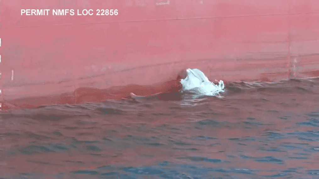 Researchers at the South Carolina Aquarium have documented a unique feeding strategy of dolphins in the Charleston Harbor. (South Carolina Aquarium, used with permission)