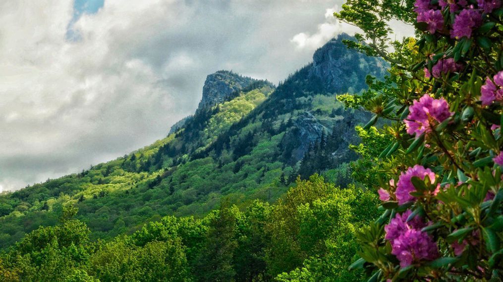 Grandfather Mountain offers a striking backdrop for the vibrant hues of rhododendron blooms. From May 29 through June 6, guests can enjoy guided hikes to the mountain’s most colorful spots. (Photo by Victoria Darlington | Grandfather Mountain Stewardship Foundation)