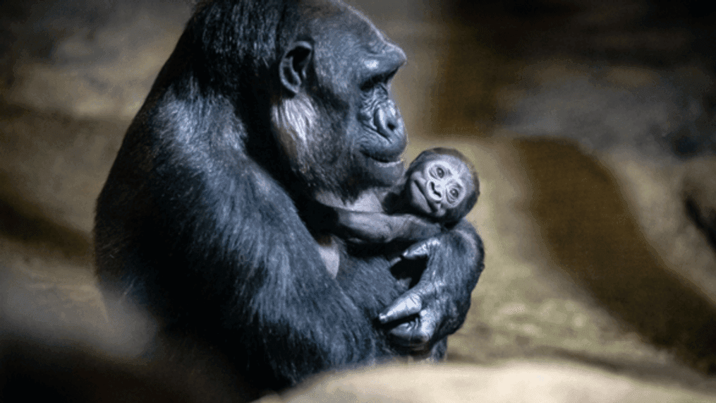 This photo released by the Pittsburgh Zoo & Aquarium shows the newborn baby gorilla with her mom, Ibo. (Credit: Paul Selvaggio/Pittsburgh Zoo & Aquarium)