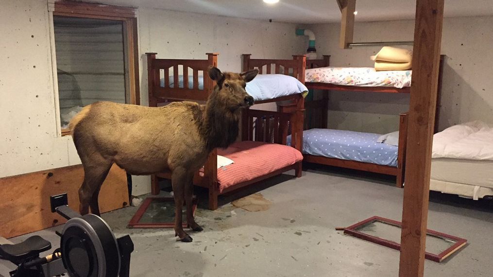 Elk caught in a Hailey house{&nbsp;}(Photo: Idaho Department of Fish and Game)