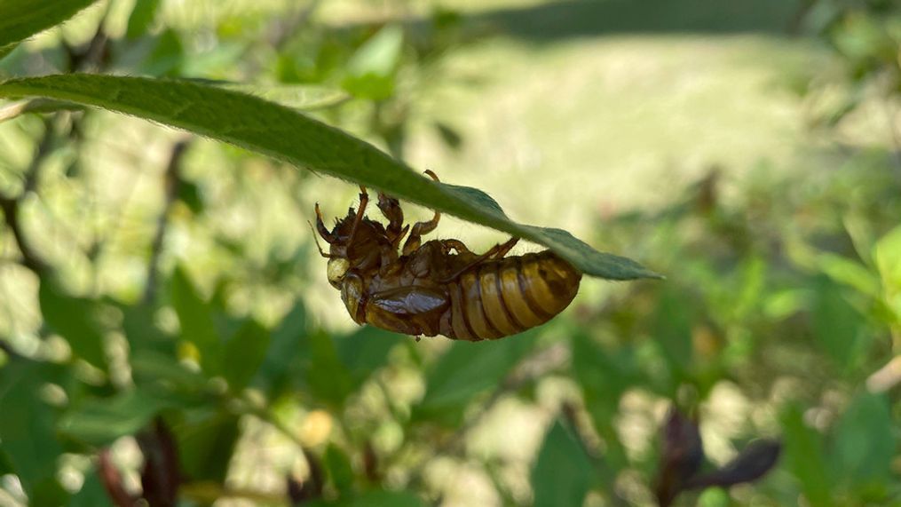 A cicada hangs from a leaf Thursday, April 25, 2024, in Evans, Ga. (AP Photo/Lisa J. Adams Wagner)