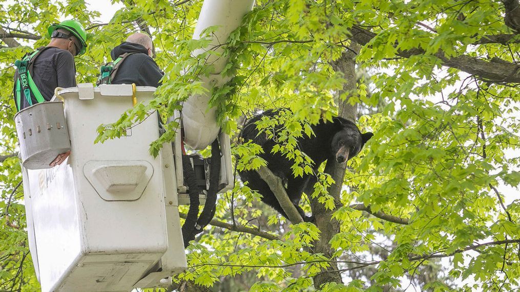 Michigan Department of Natural Resources Wildlife Biologist Steve Griffith prepares to fire a tranquilizer dart into a black bear in a tree outside of a home, Sunday, May 14, 2023 in Traverse City, Mich. (Jan-Michael Stump/Traverse City Record-Eagle via AP)