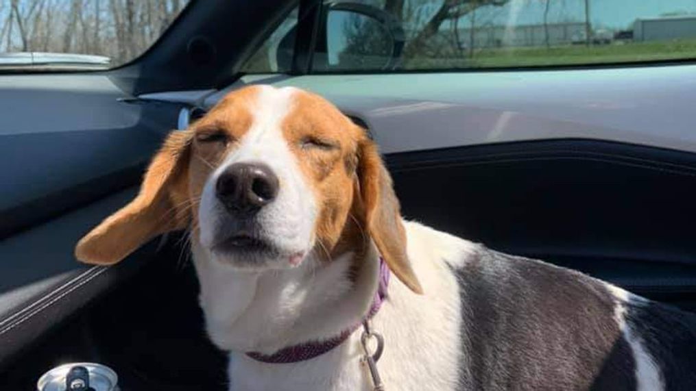 Lily the beagle is seen in a photo provided Thursday, April 1, 2021, by Skiatook Animal Control. Lily went missing in Alabama two years ago and has been returned to her family after she was discovered in Oklahoma.