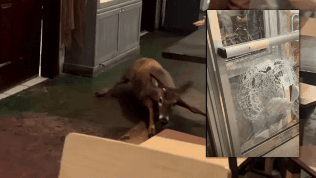 A restaurant guest in Salem captured the surprising moment a deer went barreling through the business. (Credit: Phoenix St.Clair, via Chime In)