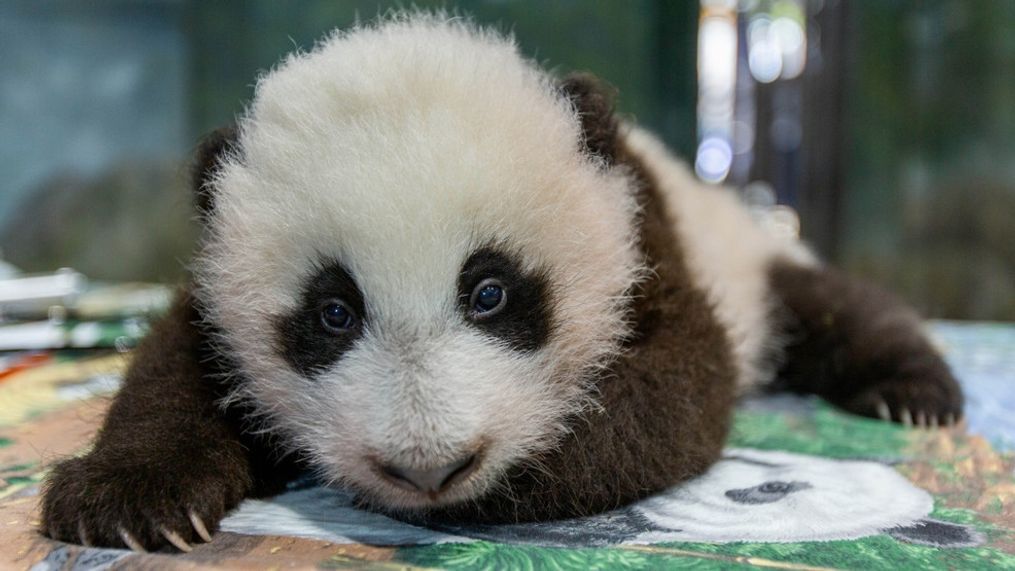 The National Zoo's panda cub on November 12, 2020. (Image: Smithsonian National Zoo)