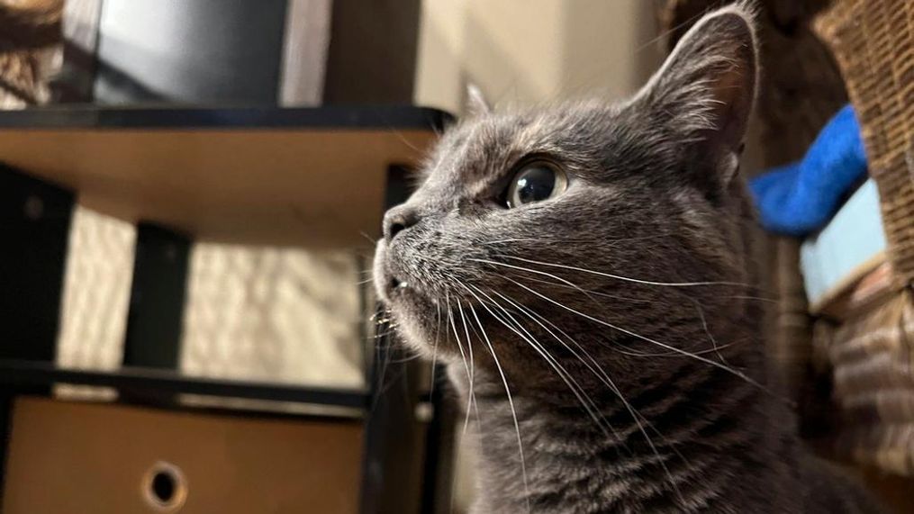 This image shows Lola-Pearl looking into the camera during an Amputees Coming Together Informing Others' Needs meeting on Monday, Dec. 11, 2023, in Troy, Ohio. (AP file Photo/Patrick Orsagos)