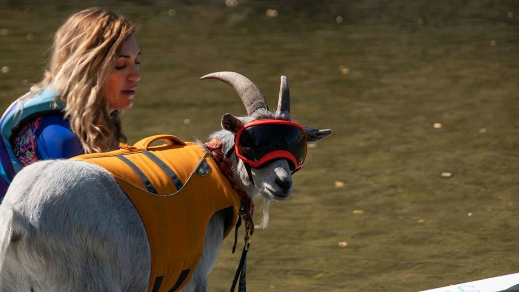 Mr. Mayhem, the paddle boarding goat. (Photos by CBS 2 news staff)