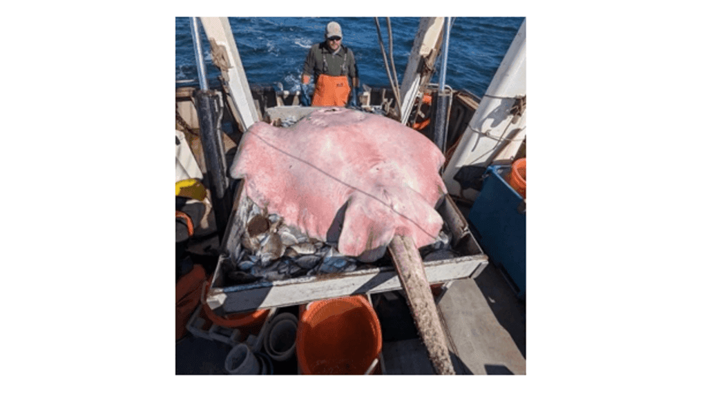 A giant roughtail stingray that is more than 6 feet long, 5 feet wide, and approximately 400 pounds was caught off the coast of Connecticut.{&nbsp;} (Photo: Connecticut Fish and Wildlife)