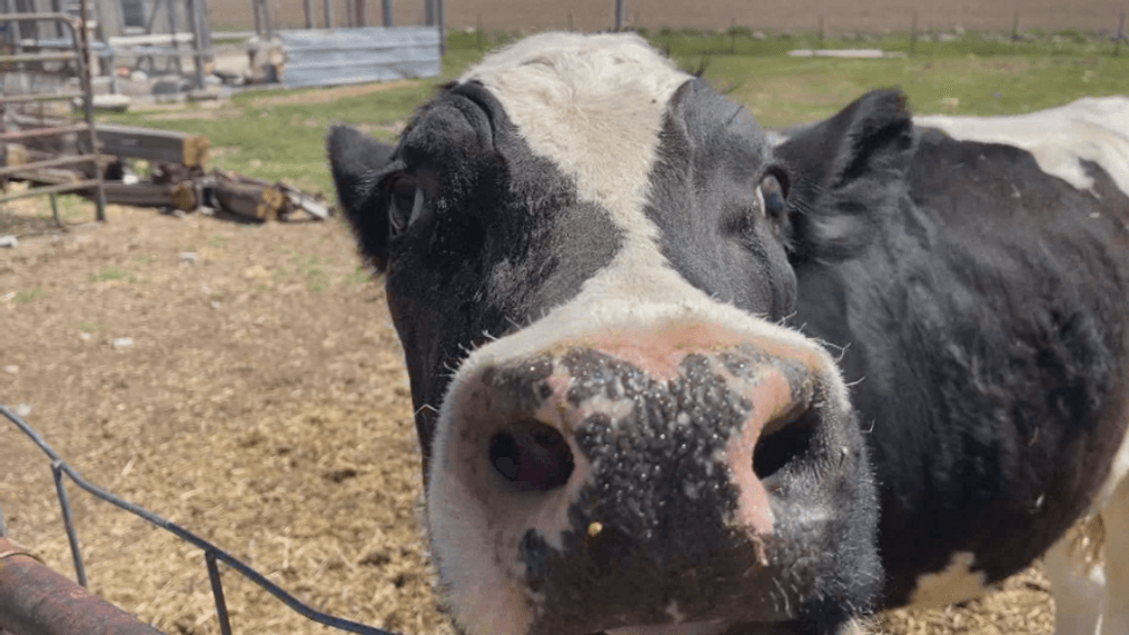 Bruce, the beloved cow. (KBOI)