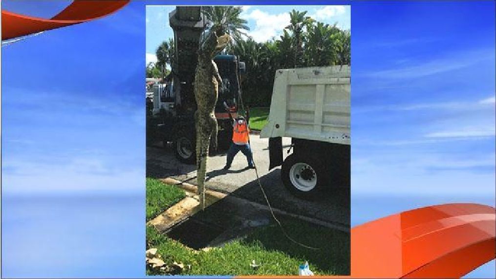 Large gator to blame for drainage backup in Fort Myers Tuesday, June 14, 2016. (Photo Courtesy: Lee County Dept. of Transportation.)