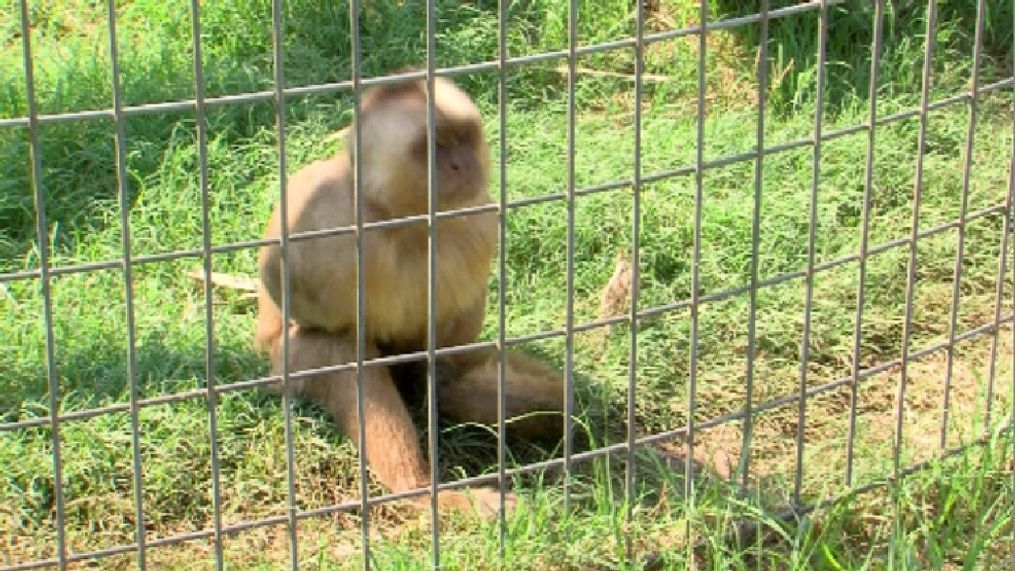 In India and Southeast  Asia, these monkeys live around human settlements, but he reiterates not to get close to them if you encounter them.