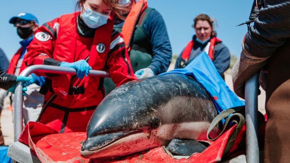 This is one of seven Atlantic white-sided dolphins that became stranded but is now safe, thanks to a team of experts. (Photo: Andrea Spence/ © IFAW) 