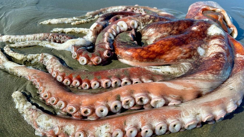 Giant Pacific octopus washes up on California beach (Photo: Karina Junge)