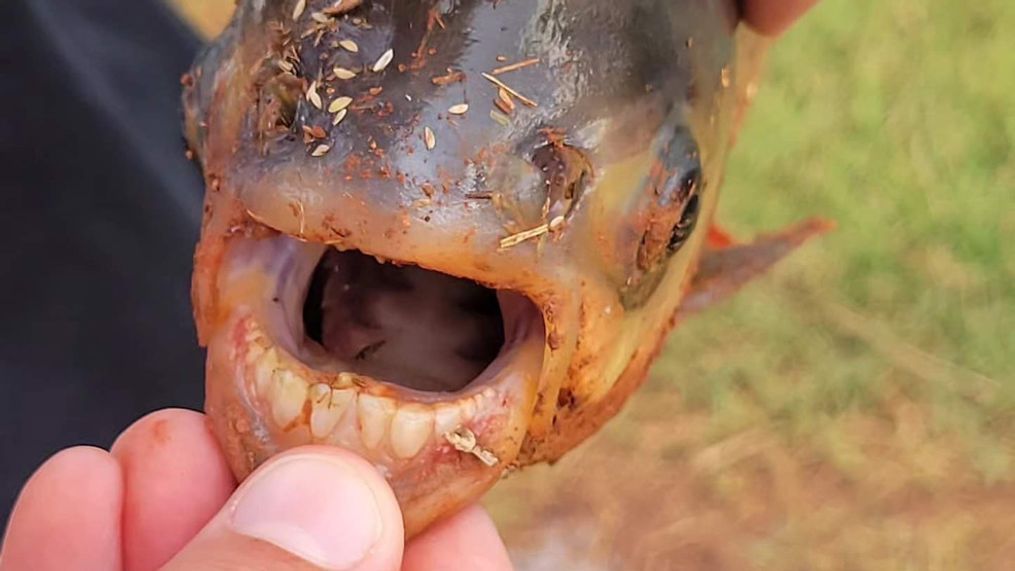 The Oklahoma Department of Wildlife Conservation said an 11-year-old boy caught an exotic Pacu in a neighborhood pond. (Photo: ODWC)