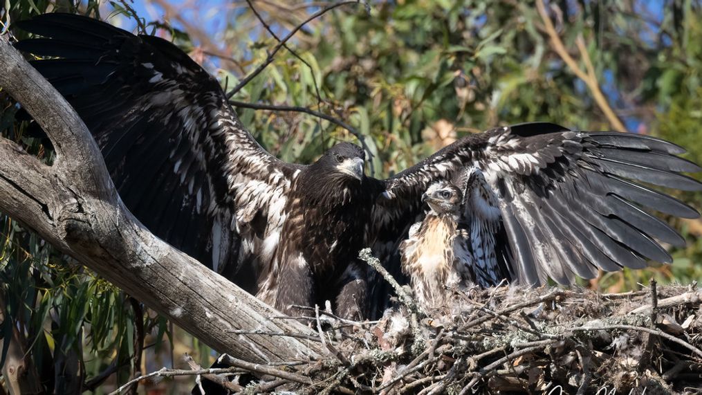 Eaglet Lola and red tailed hawklet Tuffy 2 on June 7, 2023. (Photo courtesy of wildlife photographer Jann Nichols)