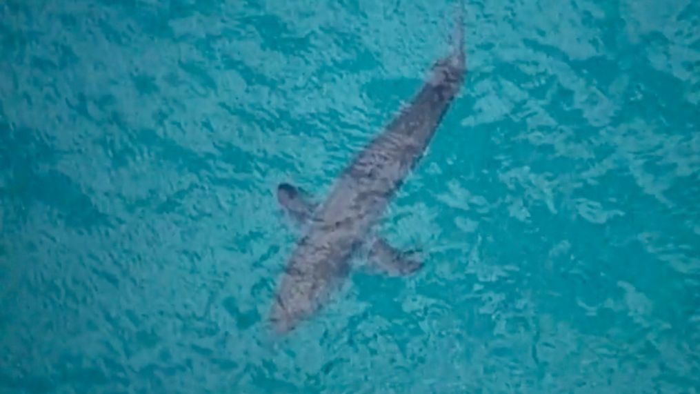 In this image made from aerial video, a shark swims along the coast of Kingscliff, New South Whales, Australia, Sunday, June 7, 2020. (ABC/CH7/CH9 via AP)