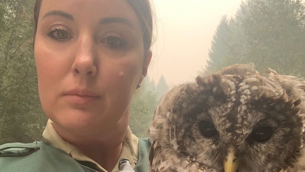 Officer Felecia Sloan was doing evacuations when she came across an injured owl on Sept. 16, 2020. She took it to a wildlife{&nbsp;} rescue facility in{&nbsp;} Corvallis. Photo courtesy U.S. Forest Service{&nbsp;}