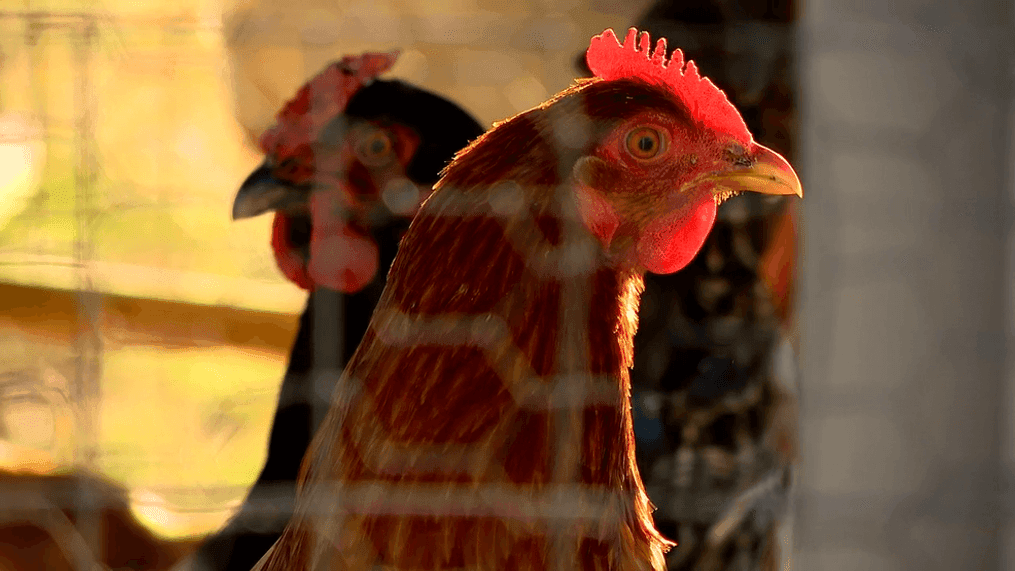 JAN. 27, 2023 - With all the new interest in owning chickens, the CDC is warning people that backyard coops can carry health risks – including Salmonella. (WLOS)