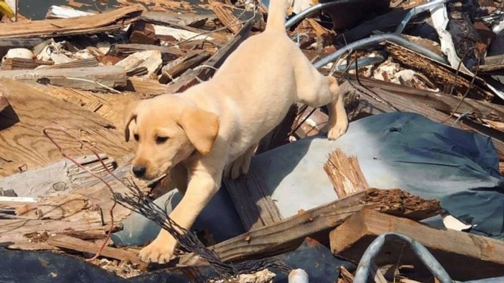 Piper, a search and rescue dog, as a puppy learning how to search for victims in a rubble pile. (Ground Zero K9 Training Center)