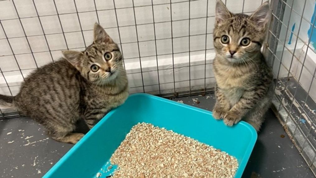 An animal rescue in Australia is offering people the opportunity to have somebody's name written inside cat's litterboxes so they can do what cats do on their names. (Courtesy: Second Chance Animal Rescue Inc.)