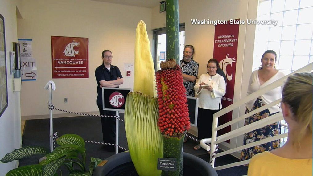 Visitors to Washington State University, Vancouver, watch Titan VanCoug, a corpse flower, bloom Thursday, June 29, 2023. (Courtesy of Washington State University)