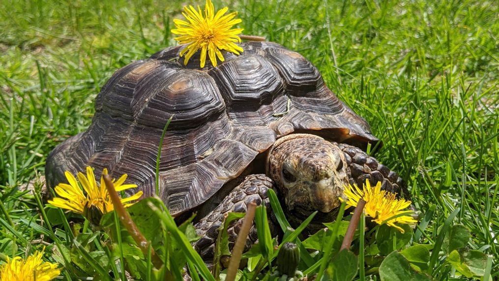 Ms. Jennifer, a 53-year-old tortoise, needs a new home after her owner died due to complications caused by COVID-19. (Photo courtesy of MSPCA-Angell)