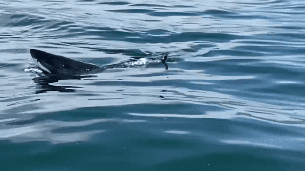 A Great White Shark was spotted near Avila Beach (Credit : Jamie Deutsch)