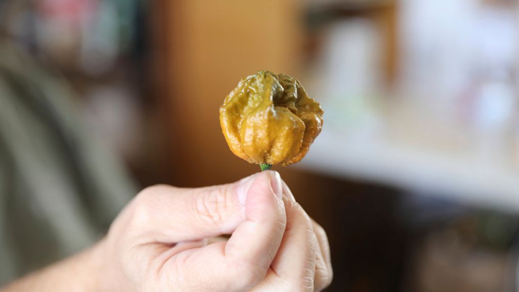 FILE - A Pepper X pepper is shown on Tuesday, Oct. 10, 2023, in Fort Mill, S.C. The pepper variety is now the hottest pepper in the world according to the Guinness Book of World Records (AP Photo/Jeffrey Collins)