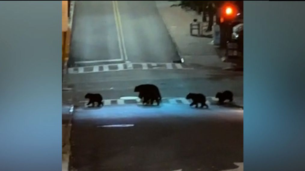 OCT. 18, 2023 - Bear family walks in downtown Asheville, North Carolina (Video still: Michele McCausland)