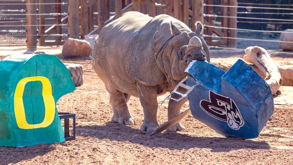 Cutti the Cutie, a Greater One-Horned Rhino from the Phoenix Zoo, picking the loser of the 2023 Fiesta Bowl. (Photo courtesy of the Phoenix Zoo)