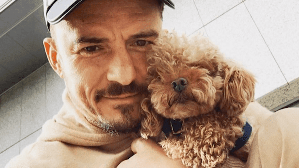 Actor Orlando Bloom took to Instagram to ask for help in finding his missing dog named Mighty. (Photo:{&nbsp;}	Instagram|@orlandobloom via CNN Newsource)