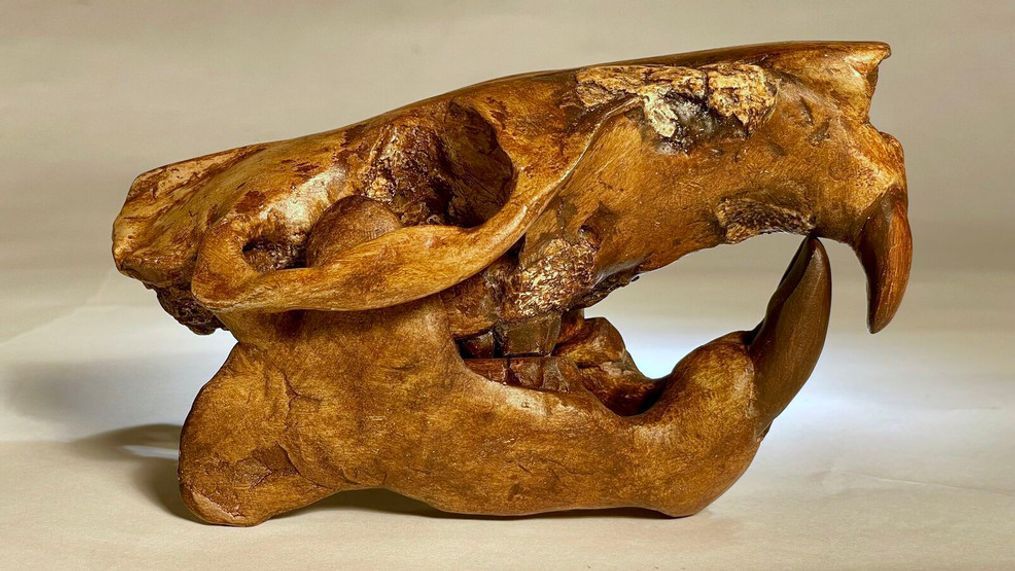 A reconstruction of the skull of the ancient beaver {em}Anchitheriomys buceei{/em}. (Photo Credit: UT Austin / Jackson School of Geosciences / Matthew Brown)