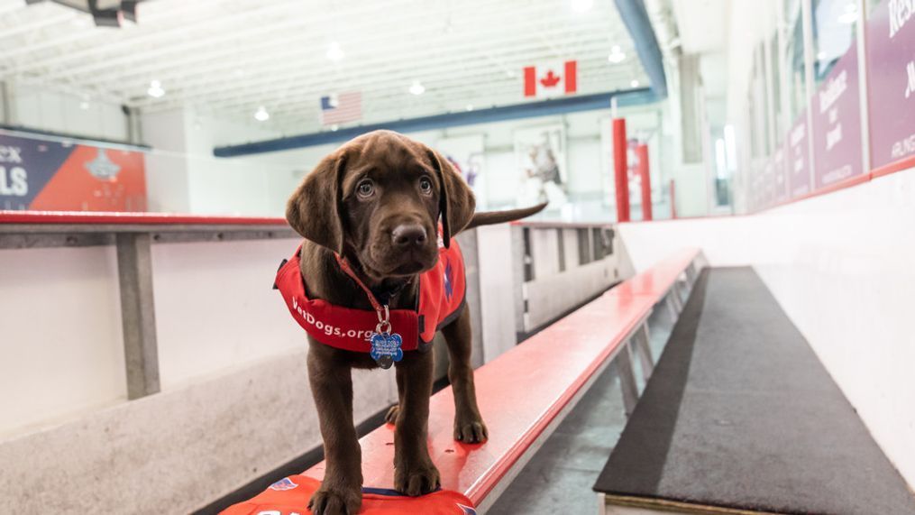 {p}The Washington Capitals announced it partnered again with America's VetDogs, to train future service dog ‘Biscuit.’{&nbsp;} (Washington Capitals){/p}