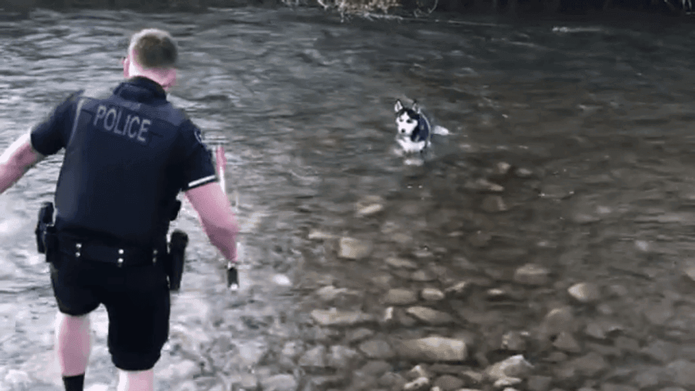 Officer Larsen with the Logan City Police Department takes off his boots and steps into the Logan River Wednesday to rescue a trapped dog. (Logan City Police Department)