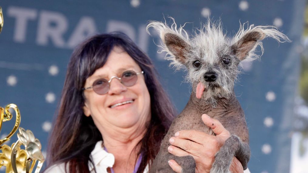 7-year-old Chinese Crested dog named Scooter wins "World's Ugliest Dog" contest (Photo: World's Ugliest Dog) 