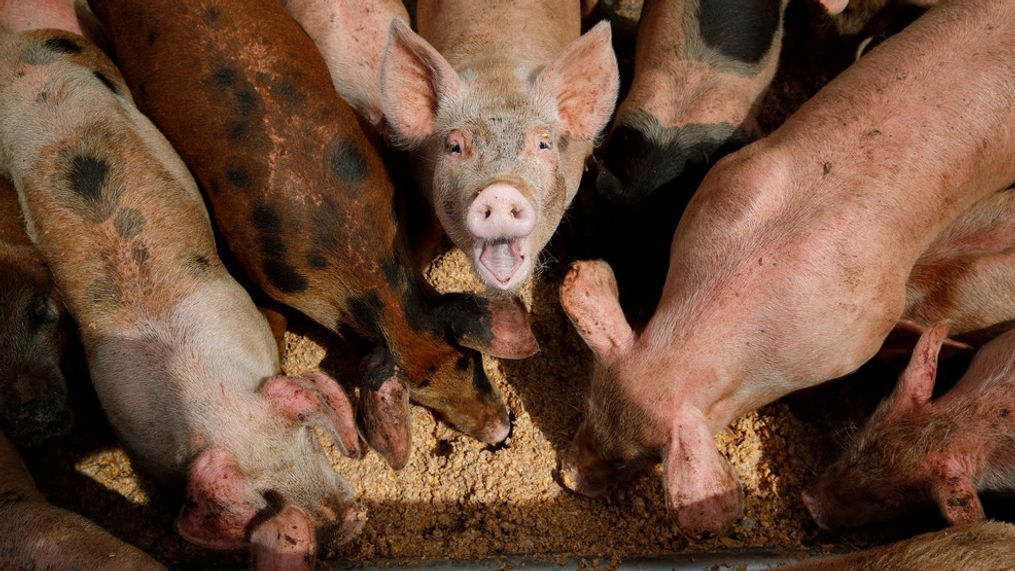 FILE - Pigs eat from a trough at the Las Vegas Livestock pig farm in Las Vegas, April 2, 2019. (AP Photo/John Locher, File)