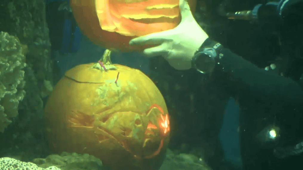 South Carolina Aquarium divers deliver underwater pumpkin treat in yearly tradition (WCIV)